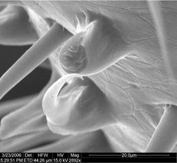 Media type: image;   Invertebrate Zoology 134693